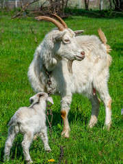 A white goat on a chain stands with a young kid on the green grass