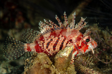 young juvenile zebra lionfish fish