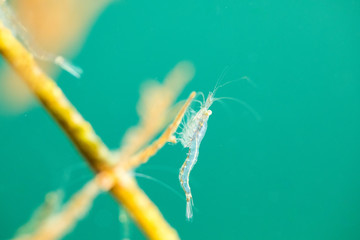 Fresh water Shrimp