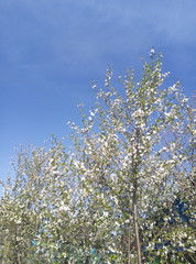 blossoming apple tree