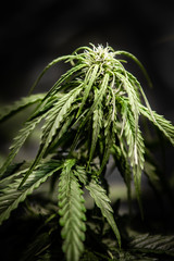 close up of marijuana cannabis plant