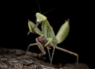 green praying mantis black background eating a cricket 