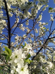blooming cherry tree
