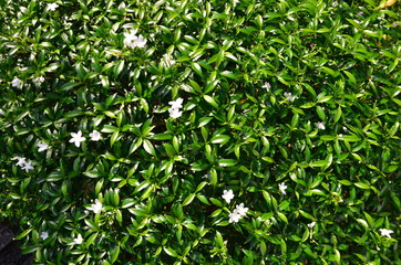 Green leaf texture. Leaf texture background