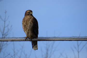 Hawk on a Wire