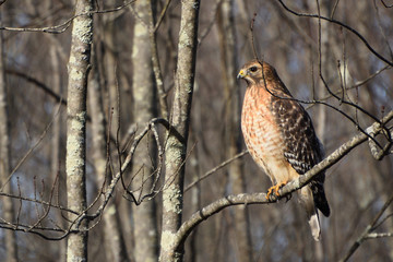 hawk on a branch