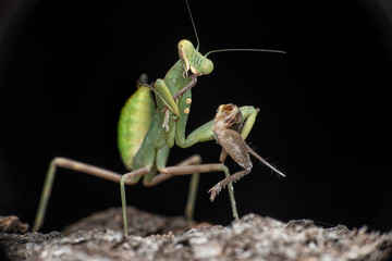 green praying mantis black background eating a cricket 