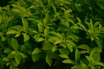 Green leaf texture. Leaf texture background