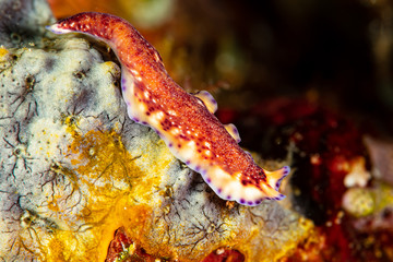 undescribed polyclad flatworm pseudoceros sp.