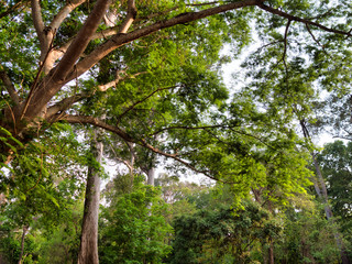 カンボジアの木