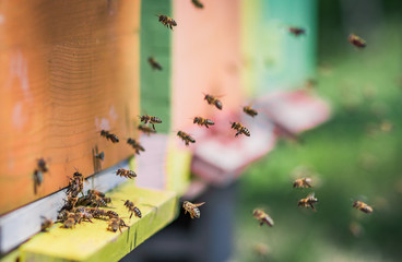 Bees flying entering honeycomb bee hive - obrazy, fototapety, plakaty
