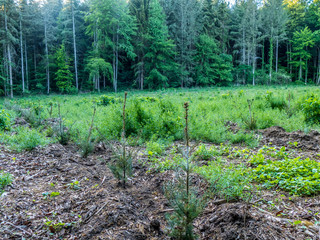 Wiederaufforstung nach Kahlschlag im Mischwald