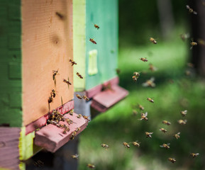 Bees flying entering honeycomb bee hive