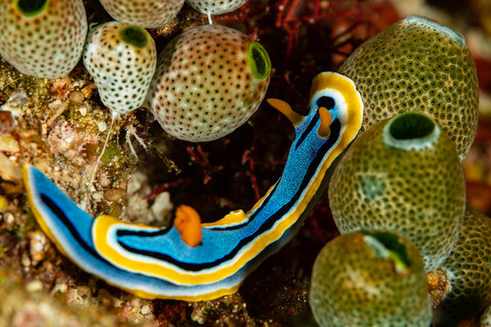 sea slug nudibranch anna's chromodoris
