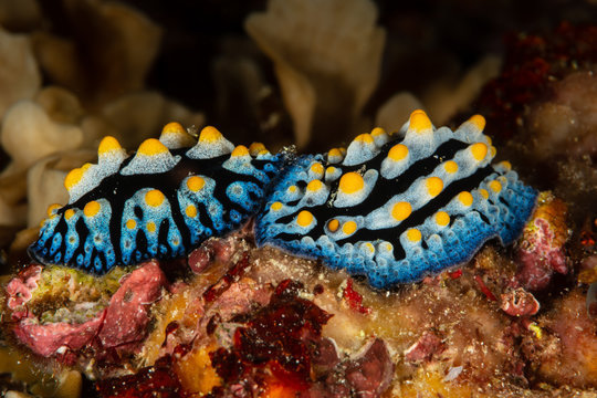 two nudibranch sea slug tula phyllidia
