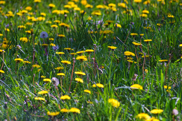 dandelions in the grass