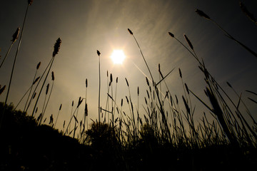 Blühende Gräser im Sonnenuntergang auf einer Wiese mit blauem Himmel Heuschnupfen Allergie