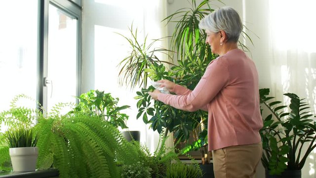 people, housework and care concept - happy senior woman with tissue cleaning houseplant's leaves at home
