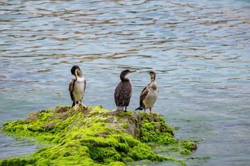 Lloret de Mar beach in Costa Brava of Catalonia, Spain.