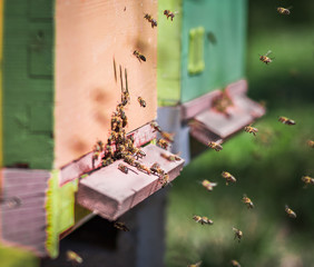 Bees flying entering honeycomb bee hive