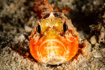 young juvenile bandtail waspfish fish