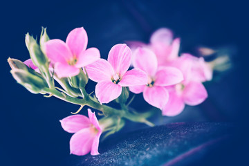 Beautiful flowering houseplant pink colanchoe
