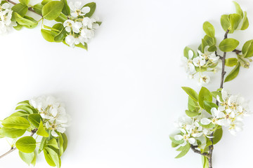 Blooming spring pear branches on a white background, floral frame, top view, flat layout. Spring concept