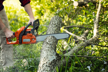 Arborist cutting fallen tree