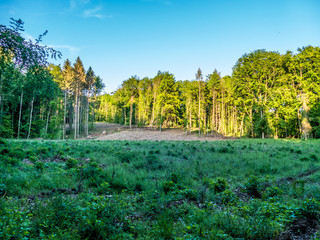Wiederaufforstung nach Kahlschlag im Mischwald