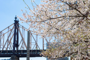 White Flowering Cherry Blossom Trees during Spring at Roosevelt Island with the Queensboro Bridge in New York City