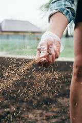 Sowing grass in the spring. Small seeds come flying out of the farmer's hand sowing grass on a sunny day