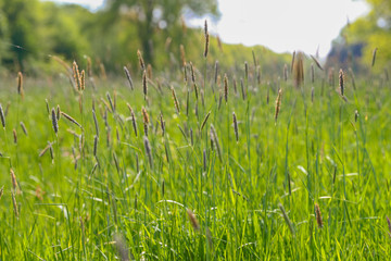 Blühende Gräser auf einer Wiese mit blauem Himmel Heuschnupfen Allergie