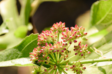 Close up detail of a little beautiful and delicate flower, white thik ends and red tips.