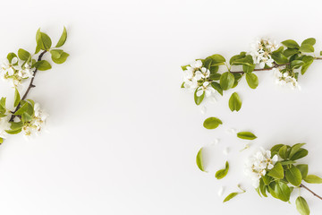 Blooming spring pear branches on a white background, floral frame, top view, flat layout. Spring concept