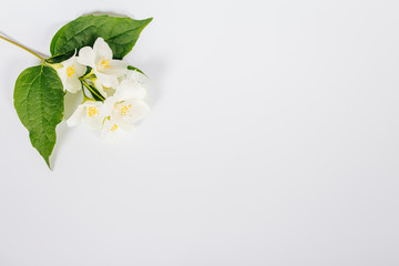 fondo blanco con flores primaveral colorido
