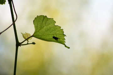 Close up detail of a green vine leaf with a little fly on it visible in transparency against the light