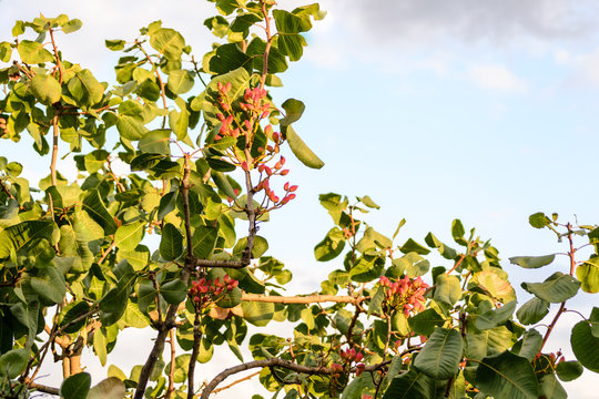 A nice natural scene, a branch of a plant of 
pistachio with a bounch of bright red little fruit against the clear sky
