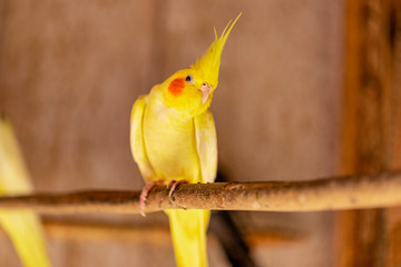 The cockatiel (Nymphicus hollandicus), also known as weiro bird, or quarrion, is a bird that is a...