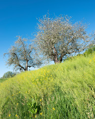 yellow flowers and apple blossoms under blue sky in spring
