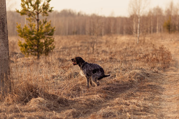 The big dog drathaar poop. Diarrhea constipation digestion. Disease. walk the dog. German breed....