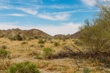 Kaktus Pflanzen in der Wüste mit Hügeln und Bergen