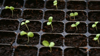 Young seedlings of lettuce growing in plastic tray. 