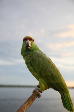 Portrait of a beautiful Brazilian Green parrot standing on trunk during sunset in Amazon jungle river, Brazil.