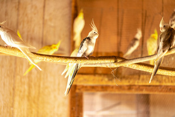 The cockatiel (Nymphicus hollandicus), also known as weiro bird, or quarrion, is a bird that is a...