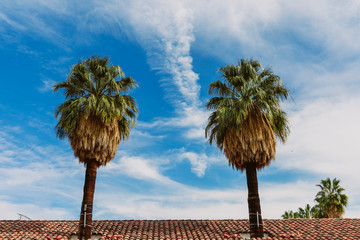 Palmen vor blauem Himmel mit Dachspitze