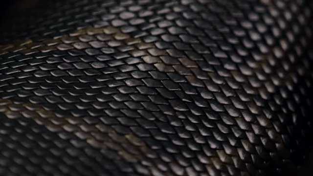 Detail of a Snakes Body
