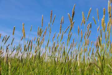 Blühende Gräser auf einer Wiese mit blauem Himmel Heuschnupfen Allergie