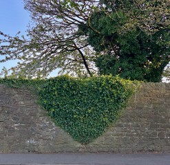 Ivy growing in the shape of a heart