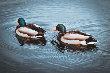 Obraz premium Birds and animals in wildlife concept. Amazing mallard duck swims in lake or river with blue water under sunlight landscape.
