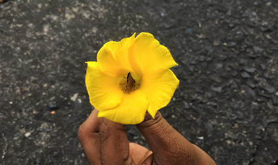 Yellow oleander flower, cascabela thevetica flower with butterfly hold by hand